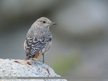 Rufous-tailed Rock-thrush (Monticola saxitilis) - image #464339 gratis